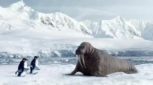 argos_walrus_0 argos_walrus_0